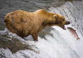 BearorFish